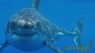 Shark Month at Springbok Casino