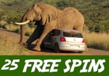 Explore an African safari at Springbok Casino and pick up 25 free spins on slot Lucha Libre 2